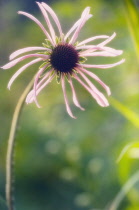 Echinacea, Purple coneflower, Echinacea.