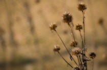 Echinacea, Purple coneflower, Echinacea.