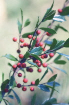 Holly, Ilex aquifolium.