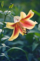 Lily, Oriental lily, Lilium.