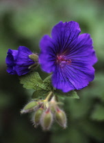 Geranium, Cranesbill, Geranium ibericum.