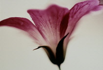 Cranesbill, Geranium.