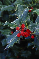 Holly, Ilex aquifolium.