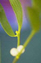 Mistletoe, Viscum album.