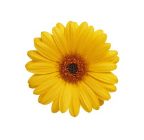 Gerbera.