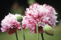 Poppy, Opium poppy, Papaver somniferum.