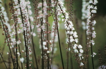 Cohosh, Bugbane, Cimicifuga simplex 'Brunette'.