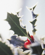 Holly, Ilex.