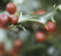 Holly, Ilex.