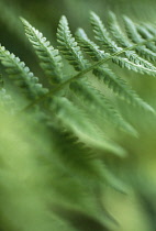 Fern.