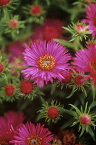 Aster novae angliae 'Alma polschke' Aster Pink subject