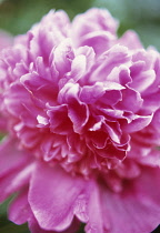 Peony, Paeonia 'Barbara'.