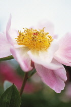 Peony, Paeonia lactiflora 'Mischief'.