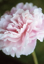 Peony, Paeonia 'Kelways Brilliant'.