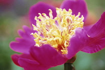 Peony, Paeonia 'Her majesty'.