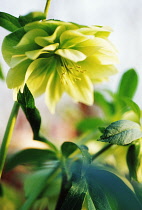 Hellebore, Helleborus hybridus.