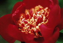 Peony, Paeonia lactiflora 'Charm'.