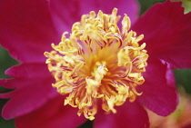 Peony, Paeonia 'Her majesty'.