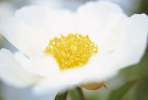 Peony, Paeonia lactiflora 'Crinkled white'.