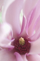 Magnolia, Magnolia 'Susan'.