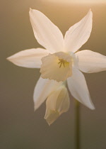 Daffodil, Narcissus.