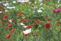 Poppy, Opium poppy, Papaver somniferum.