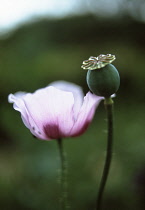 Poppy, Opium poppy, Papaver somniferum.