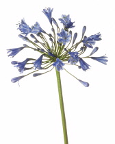 Agapanthus.