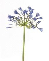 Agapanthus.