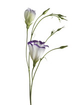 Lisianthus, Eustoma.