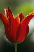 Tulip, Tulipa.