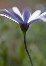 Osteospermum, Cape Daisy.