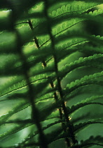 Fern, Lady fern, Athyrium.