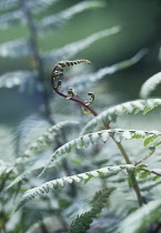 Fern, Japanese painted fern, Athyrium niponicum 'Pictum'.