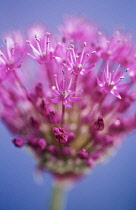 Allium, Allium Hollandicum 'Purple sensation'.