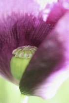 Poppy, Opium poppy, Papaver somniferum.