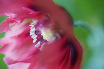 Poppy, Opium poppy, Papaver somniferum.