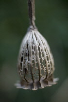 Poppy, Papaver.