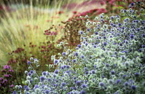 Sea Holly, Eryngium tripartitum.