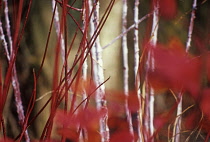 Dogwood, Cornus alba 'Sibirica'.