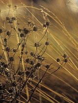 Sea Holly, Eryngium tripartitum.