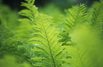 Fern, Lady fern, Athyrium.