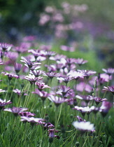 Cape Daisy, Osteospermum.