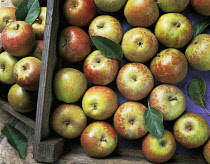 Apple, Malus domestica 'Cox's orange pippin'.