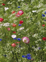 Poppy, Papaver.