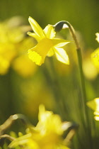 Daffodil, Narcissus.