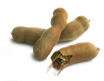 Tamarind, Tamarindus indica.