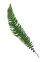 Fern, Boston fern, Nephrolepis exaltata 'Bostoniensis'.