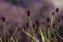 Great Burnet, Sanguisorba officinalis.