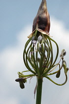 Agapanthus, Agapanthus africanus.